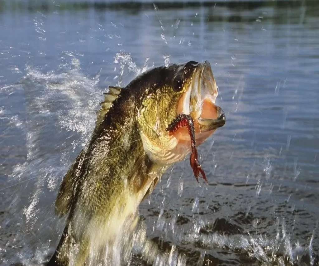 How to Catch Bass