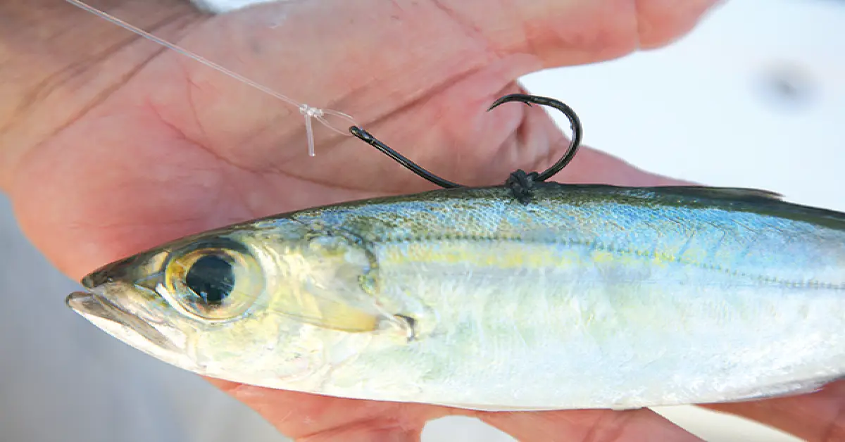 How to Fish With Live Bait